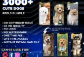 💰 Monetize Your Social Media with 50,000+ Viral Reels – Only $5!