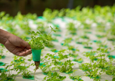 Aeroponic-Farming-The-Key-to-Growing-More-with-Less-in-India