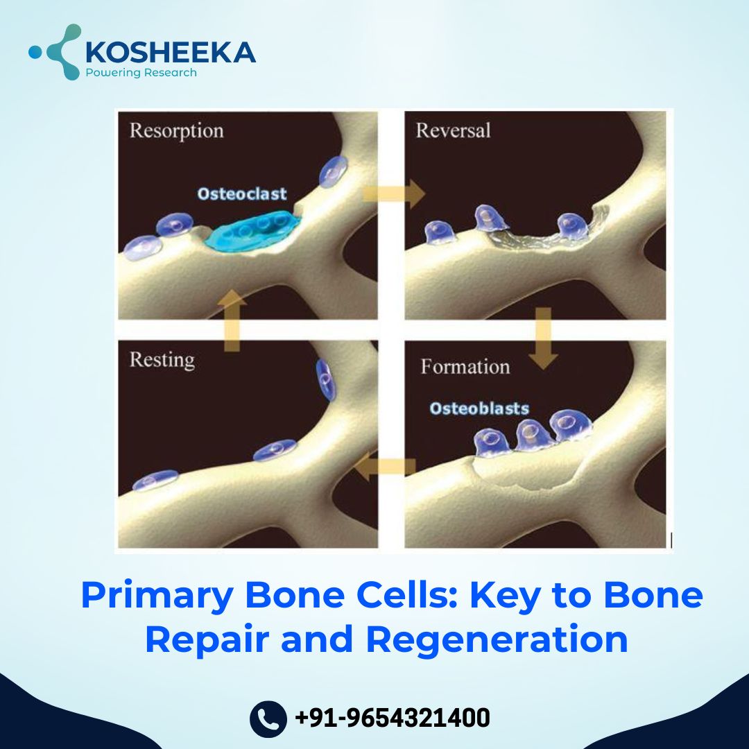 Primary Bone Cells: Key to Bone Repair and Regeneration