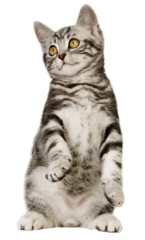 Top 10 Wet Treats for Cats You Can Buy Online Today!!