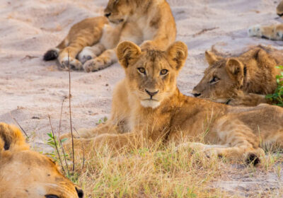 Top-Botswana-Tour-Packages-from-India-Explore-Africas-Best-Kept-Secret