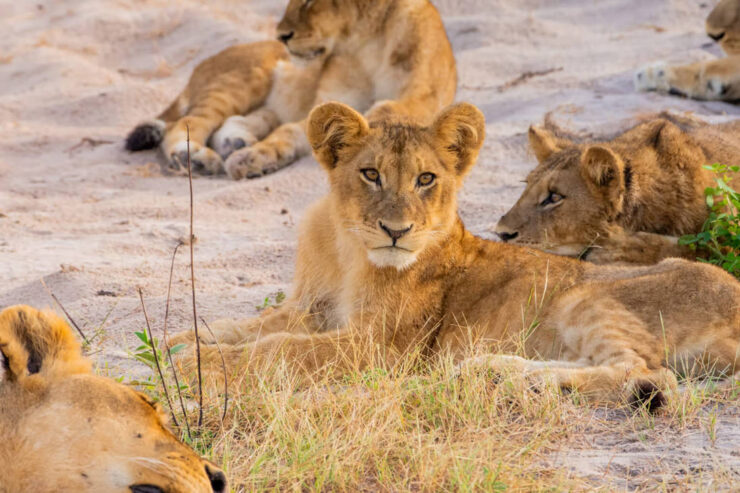 Top Botswana Tour Packages from India: Explore Africa’s Best-Kept Secret!!