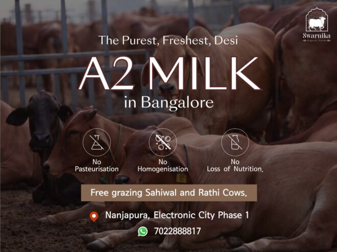 Desi Cow milk Delivery in Electronic city
