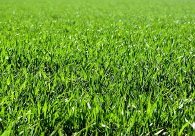 meadow-2184989_1280