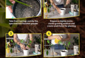 Root Booster For Plants That Delivers Real Results – RootMax Powder