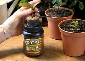 Root Booster For Plants That Delivers Real Results – RootMax Powder
